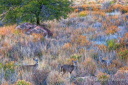 Three Deer_7505.jpg - Photographed in Big Bend National Park, Texas, USA.
